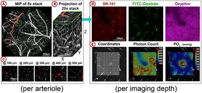 Tissue Oxygen Depth Explorer: an interactive database for microscopic oxygen imaging data